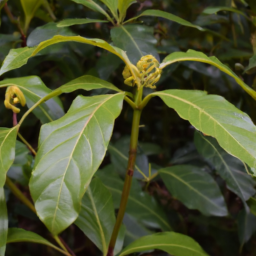 Aupaka (Isodendrion laurifolium) 