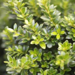 Austrobuxus cracens