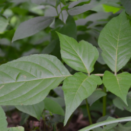 Austrofolium equatorianum