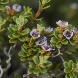 Austromyrtus horizontalis