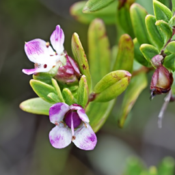 Austromyrtus lotoides