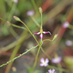 Autranella congolensis