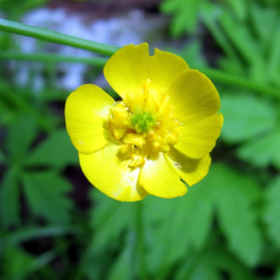 Autumn Buttercup