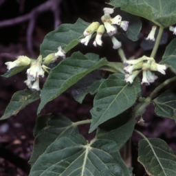 Awalua Ridge Tetramolopium