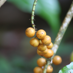 Baccaurea glabrifolia