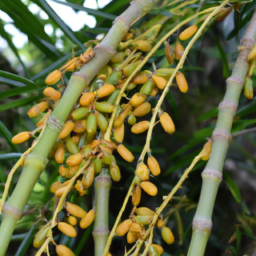 Bactris setiflora