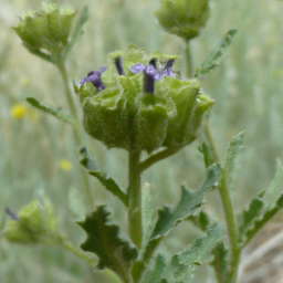 Badilloa atrescens