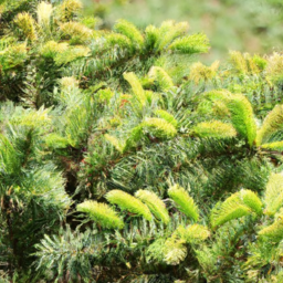 Baishan Fir