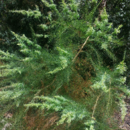 Baker's Cypress