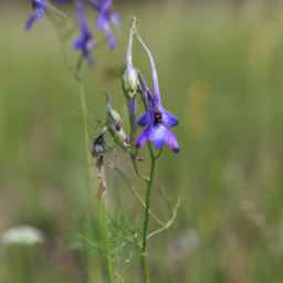 Baker's Larkspur