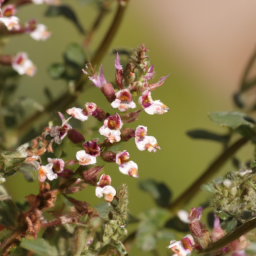 Balthasaria mannii