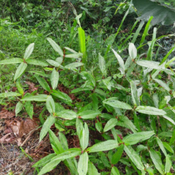 Banara ibaguensis