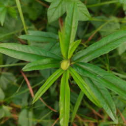 Banguey Island Orangeaster