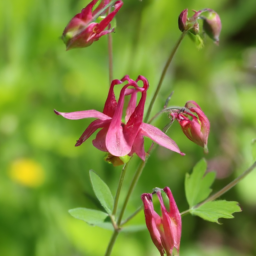 Barbaricina Colombine