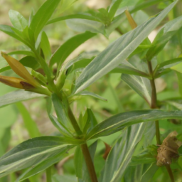 Barleria observatrix