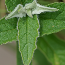 Basselinia tomentosa