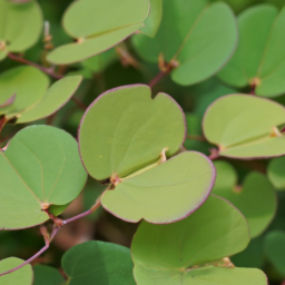 Bauhinia augusti