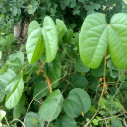 Bauhinia flagelliflora