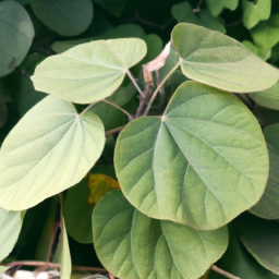 Bauhinia haughtii