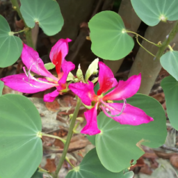 Bauhinia integerrima