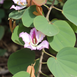 Bauhinia loeseneriana