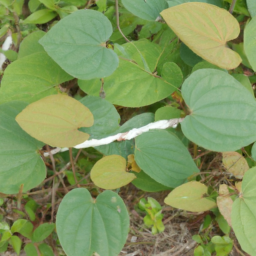 Bauhinia mombassae