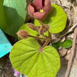 Bauhinia pichinchensis