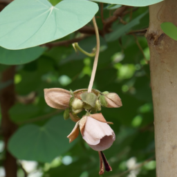 Bauhinia seminarioi