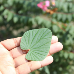 Bauhinia stenantha