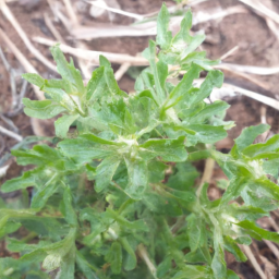 Beauprea crassifolia