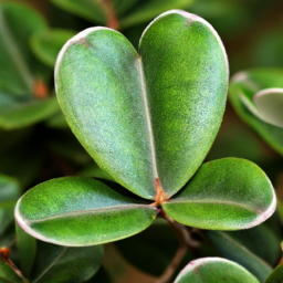 Beautiful Leaf (Calophyllum acutiputamen) 