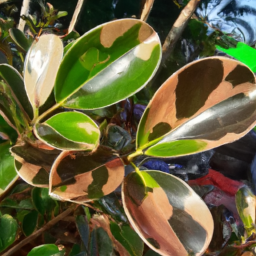 Beautiful Leaf (Calophyllum bifurcatum) 