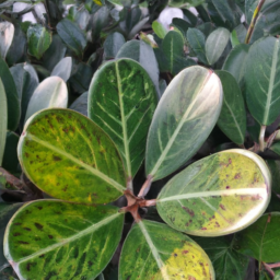 Beautiful Leaf (Calophyllum caudatum) 