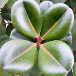 Beautiful Leaf (Calophyllum chapelieri) 