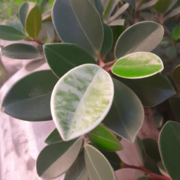 Beautiful Leaf (Calophyllum confusum) 