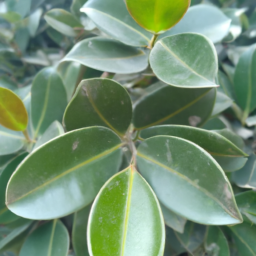 Beautiful Leaf (Calophyllum cordato-oblongum) 