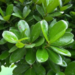 Beautiful Leaf (Calophyllum cuneifolium) 