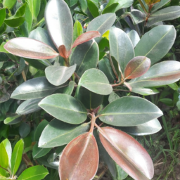 Beautiful Leaf (Calophyllum havilandii) 