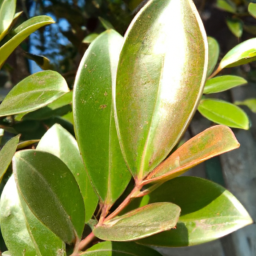 Beautiful Leaf (Calophyllum mooni) 