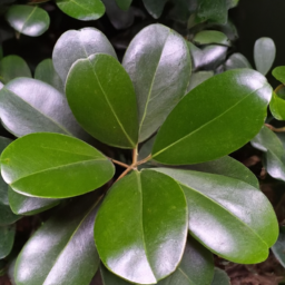 Beautiful Leaf (Calophyllum morobense) 