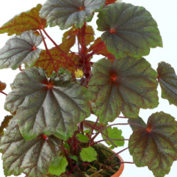 Begonia dentatobracteata