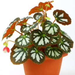 Begonia dodsonii