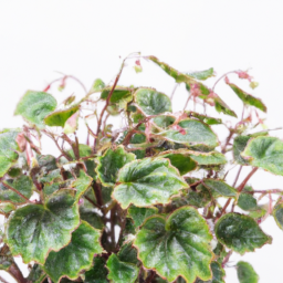 Begonia duncan-thomasii