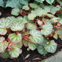 Begonia exalata