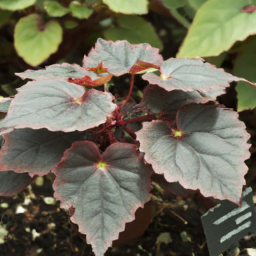 Begonia froebelii