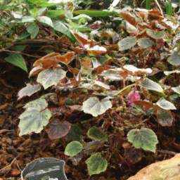 Begonia furfuracea