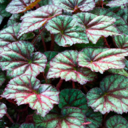 Begonia geminiflora