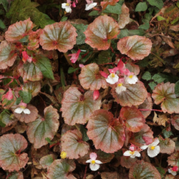 Begonia hainanensis