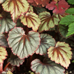 Begonia harlingii