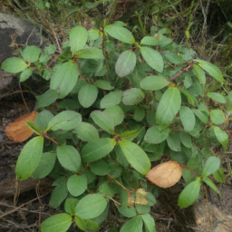 Bleasdalea papuana